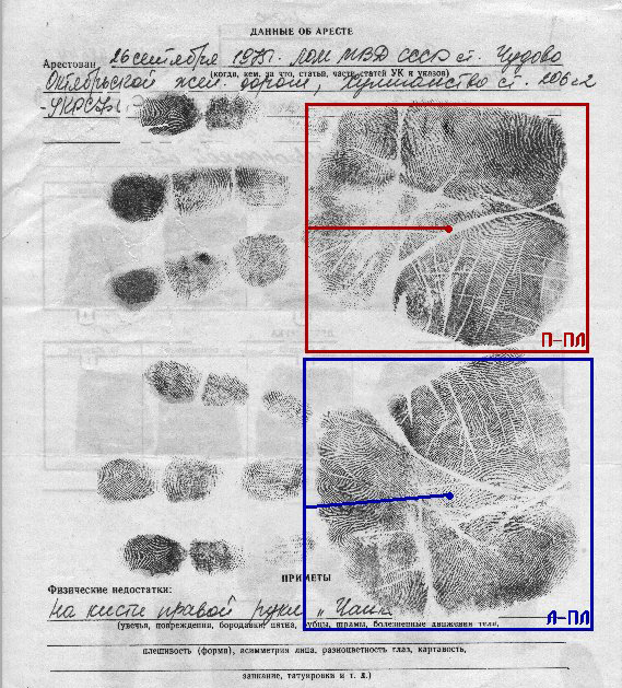 Дактилоскопическая карта образец